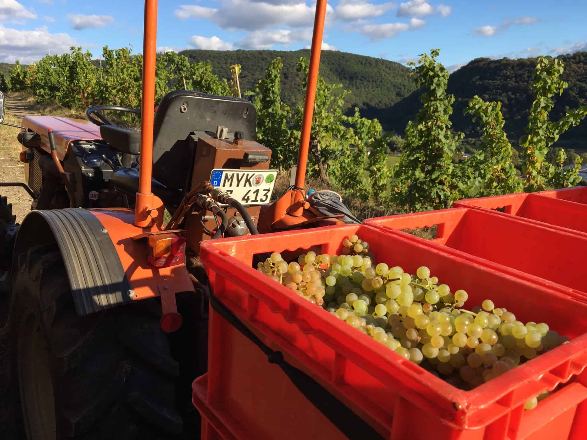 Weinlese an der Mosel für Ungeübte - macht Spaß, Trauben und Traktor