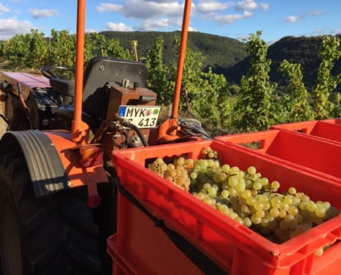 Weinlese an der Mosel für Ungeübte - macht Spaß, Trauben und Traktor