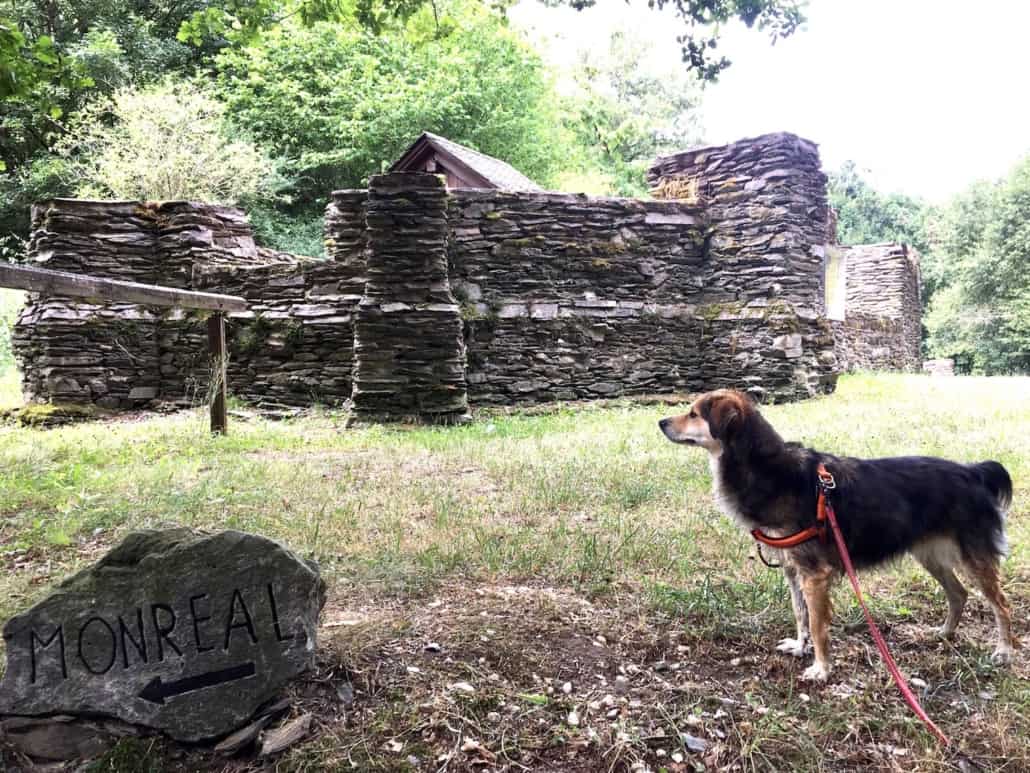 Klosterruine Mädburg mit Hund, Kehrig