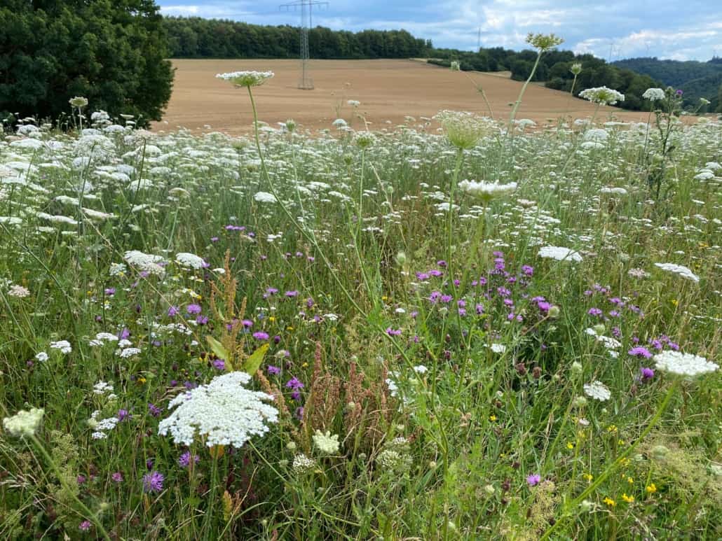 Blumenwiese in Kehrig, Nähe Mädburg