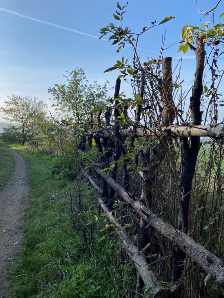Heckenzaun am Traumpfädchen Nette Romantikpfad