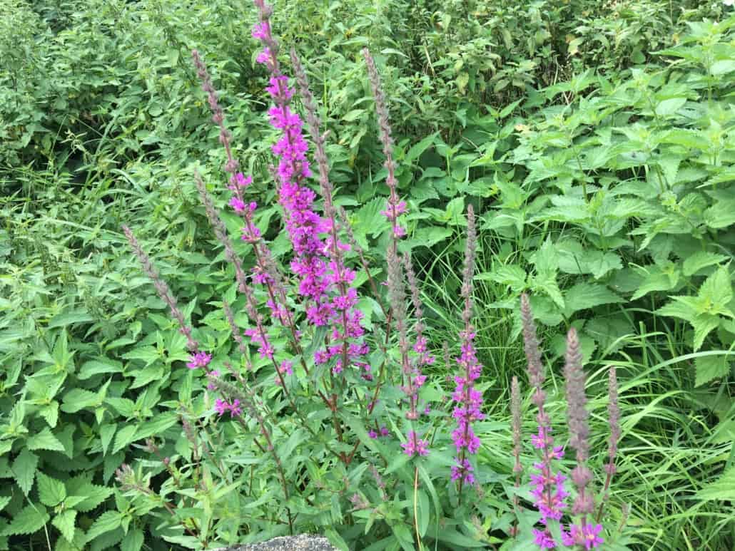 Blüten auf dem Weg zur Mädburg