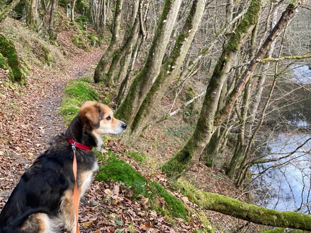 Hund auf Rundwanderweg Mädburg