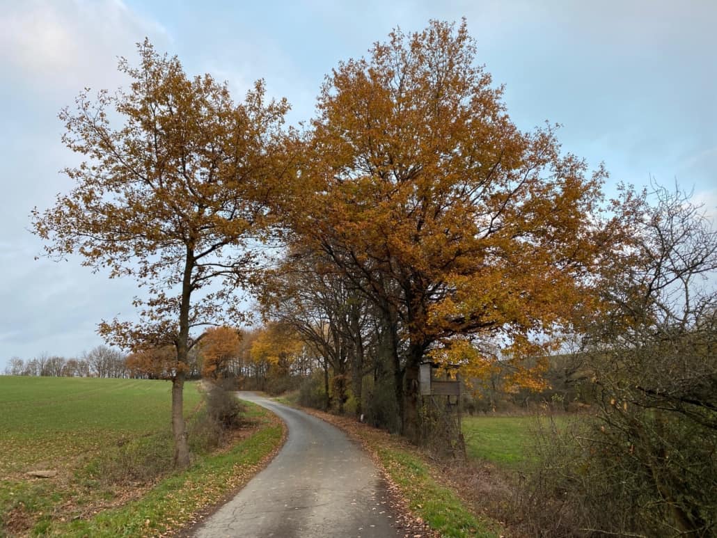 Herbstlaub Nähe Kehrig