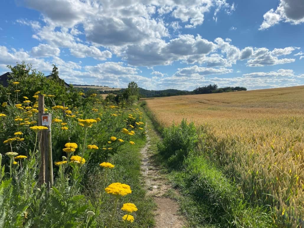 Gelbe Blumen und Getreidefeld am Nette-Schieferpfad