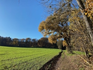 Schönwetterweg -Schönwetterweg - Traumpfädchen Mendiger Römerreich