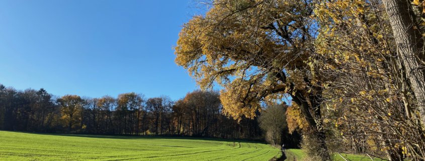 Schönwetterweg -Schönwetterweg - Traumpfädchen Mendiger Römerreich
