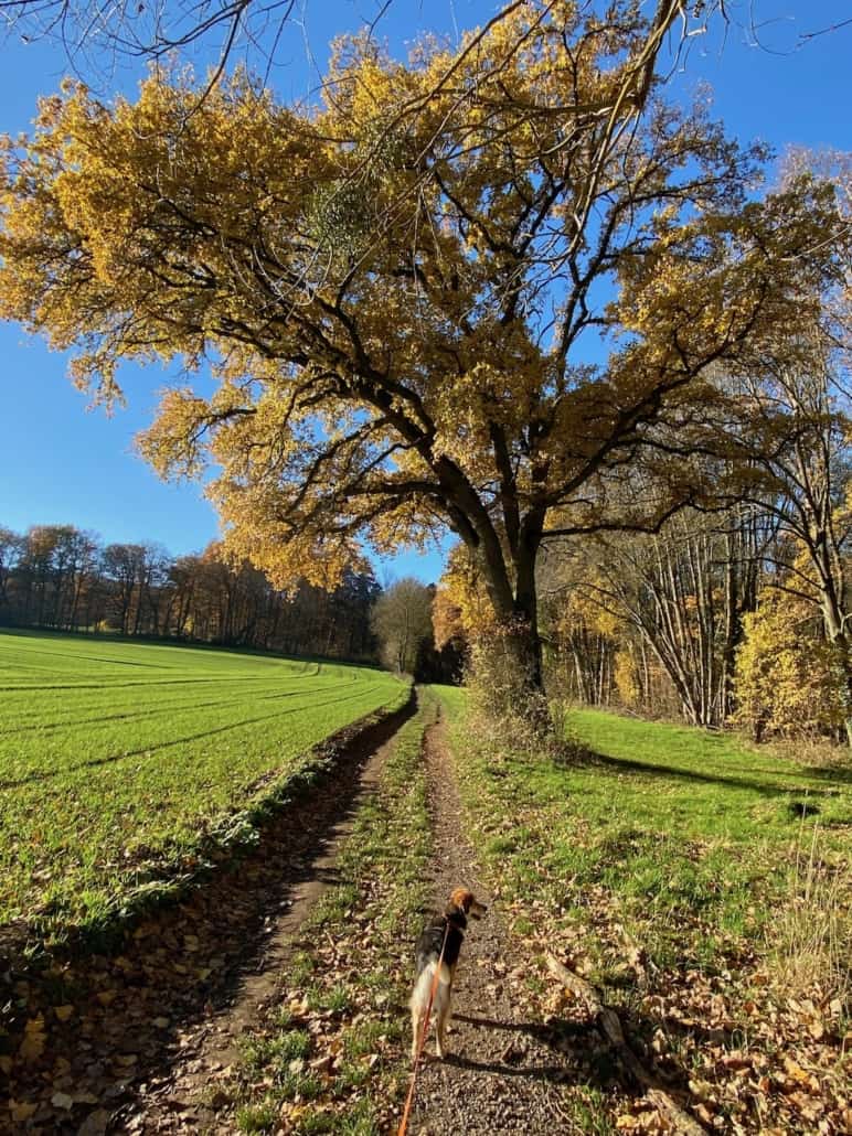 Schöner Baum in herbstlichen Farben