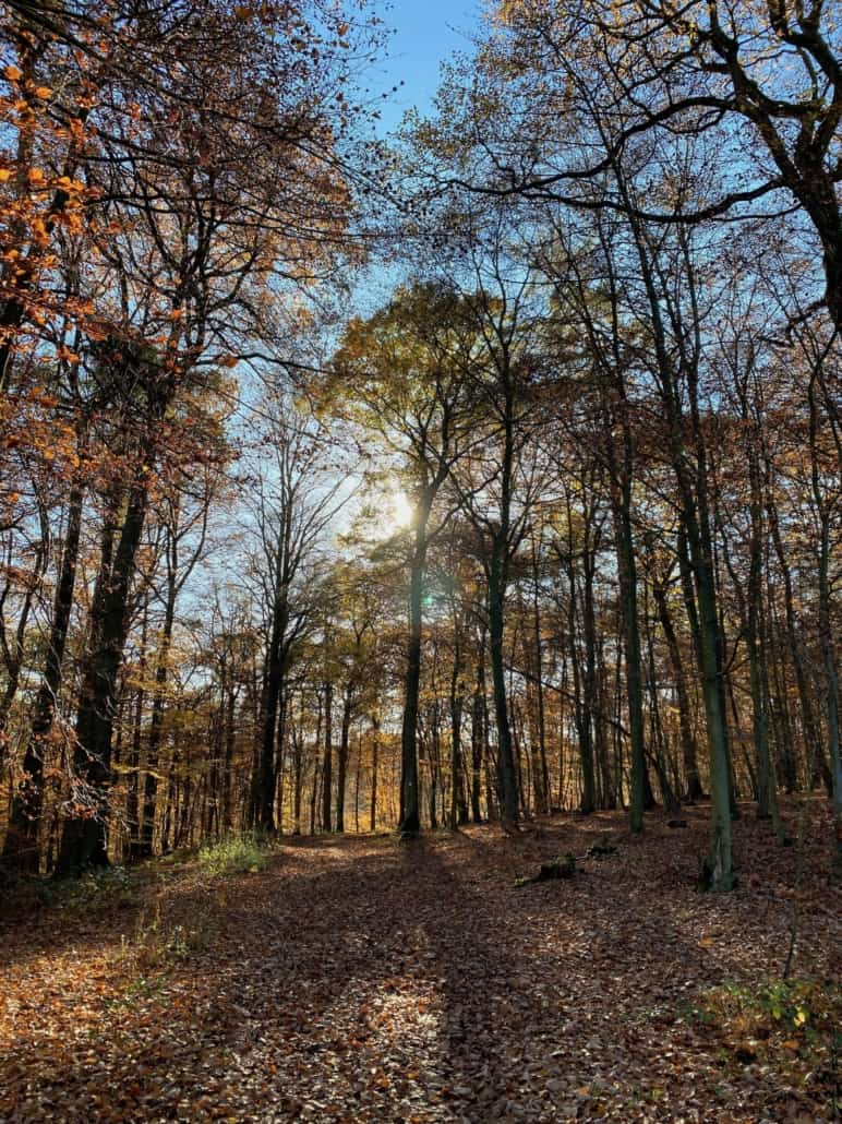 Lichter Wald mit Sonnenstrahlen