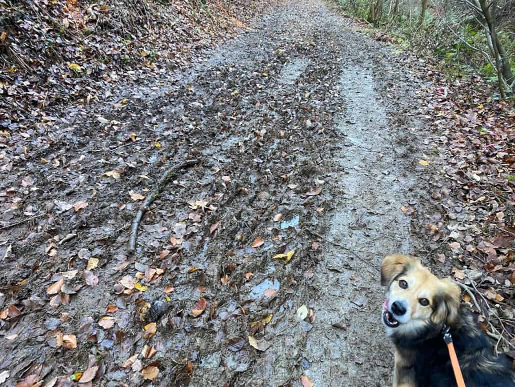 Schönwetterweg - Traumpfädchen Mendiger Römerreich, Matschiger Weg mit Hund