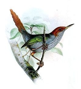 Vogel, gezeichnet vom Tiermaler Joseph Wolf