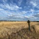 Mystisch und fotogen - Basaltkreuze in der Osteifel, Kreuz im Getreidefeld