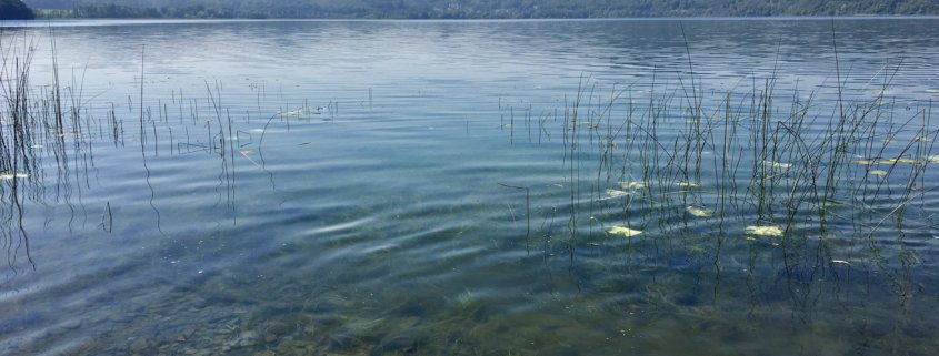 Osteifel-Highlight: Wandern um den Laacher See, See