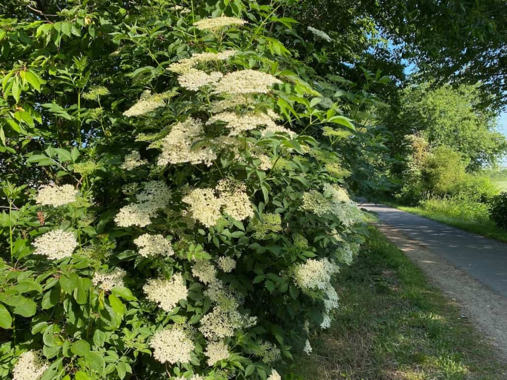 Holunderblüten-Joghurt-Kuchen ohne Backen,Holunder am Maifeld-Radweg