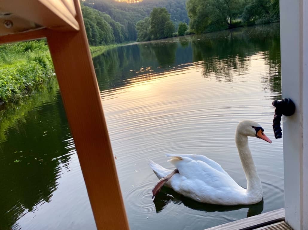 Schwan im Abendrot auf der Lahn