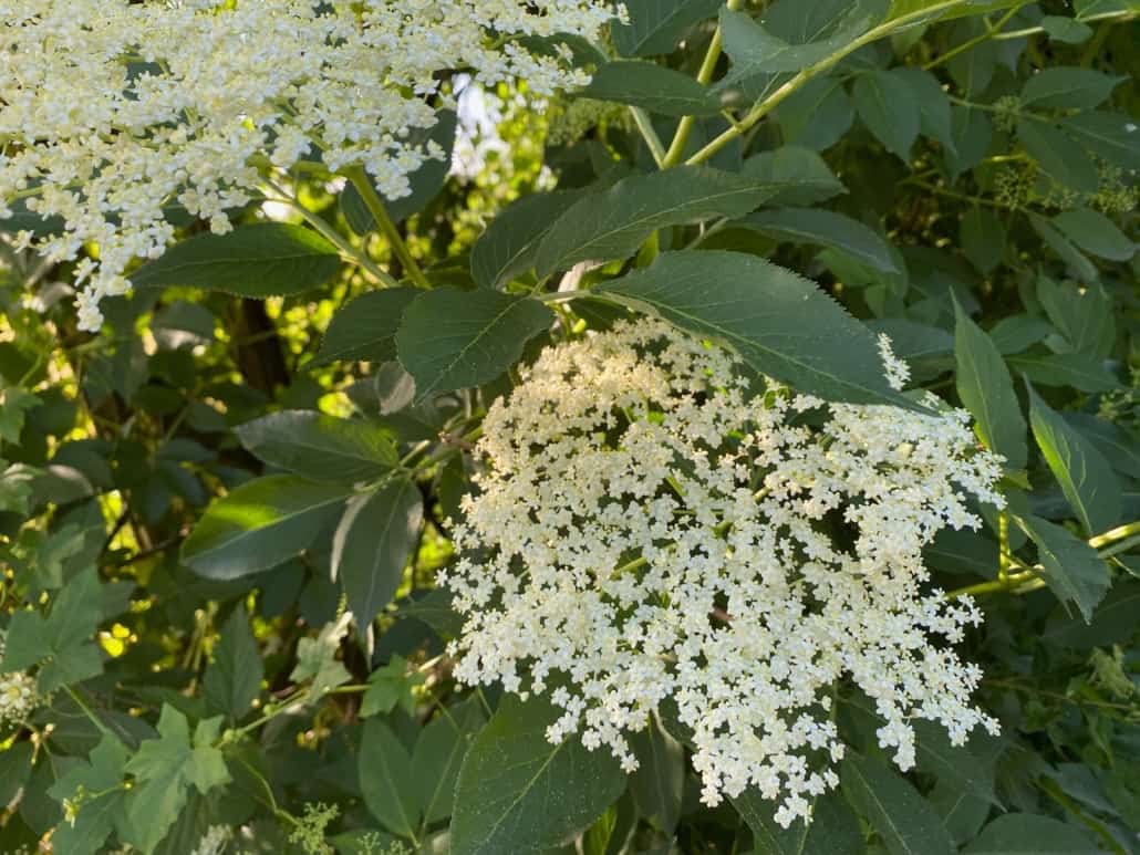 Holunderblüten-Joghurt-Kuchen ohne backen, Zwei Holunderblüten-Dolden