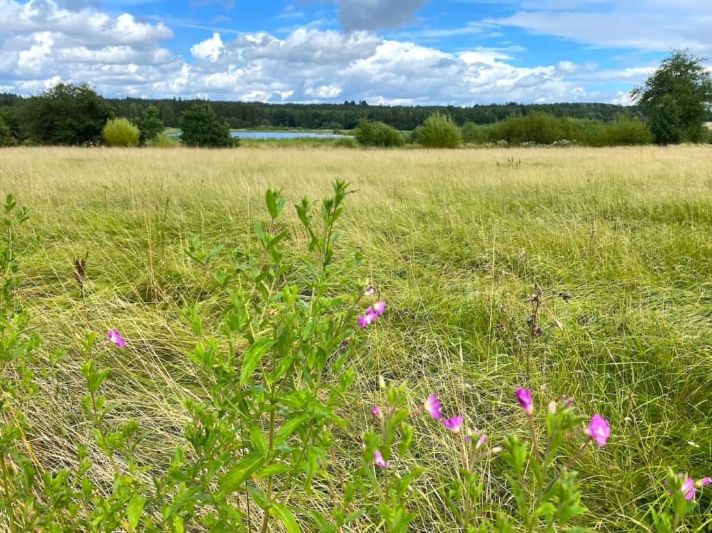 Rund um den Jungferweiher in Ulmen