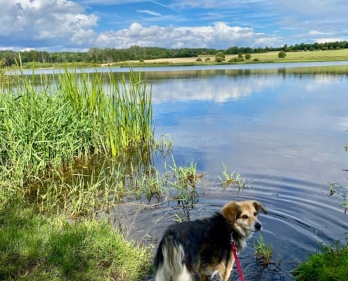 Gemütlicher Spaziergang um den Jungferweiher in Ulmen