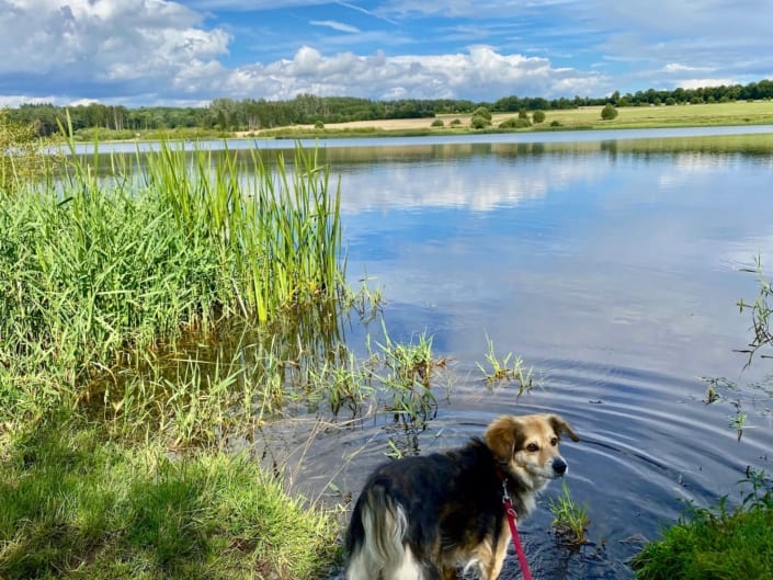 Gemütlicher Spaziergang um den Jungferweiher in Ulmen