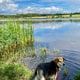 Gemütlicher Spaziergang um den Jungferweiher in Ulmen