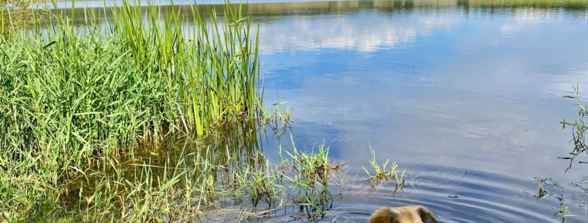 Gemütlicher Spaziergang um den Jungferweiher in Ulmen