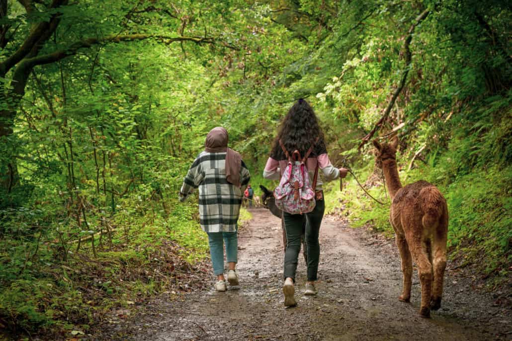 Alpakawanderungen in der Eifel, Kinder wandern mit Alpakas