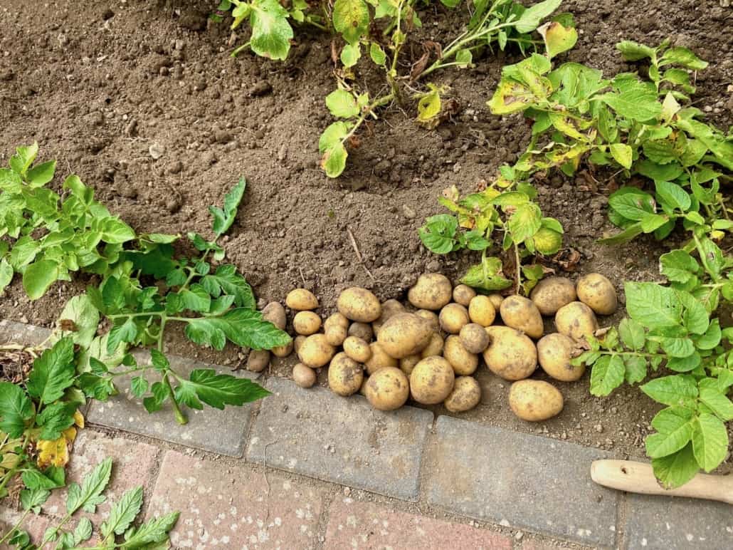 Karoffelernte im eigenen Garten