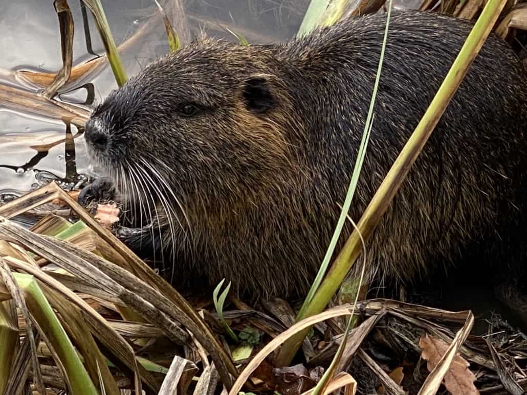 Schlosspark Bendorf-Sayn, Nutria