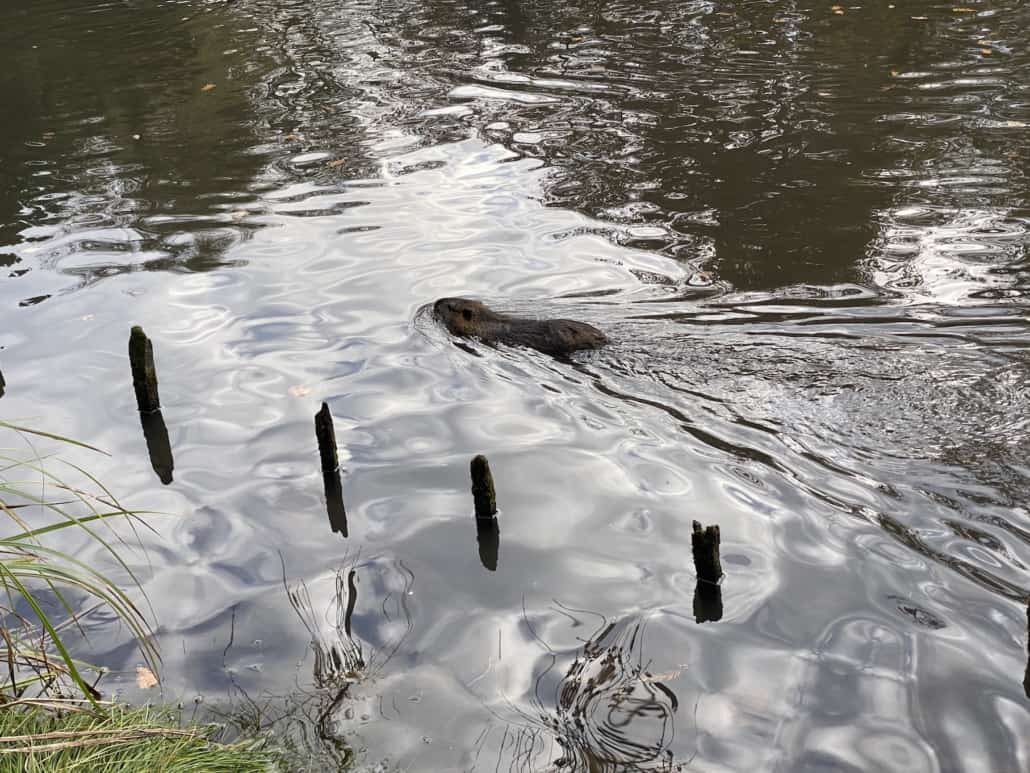 Nutria im Schlosspark von Bendorf Sayn