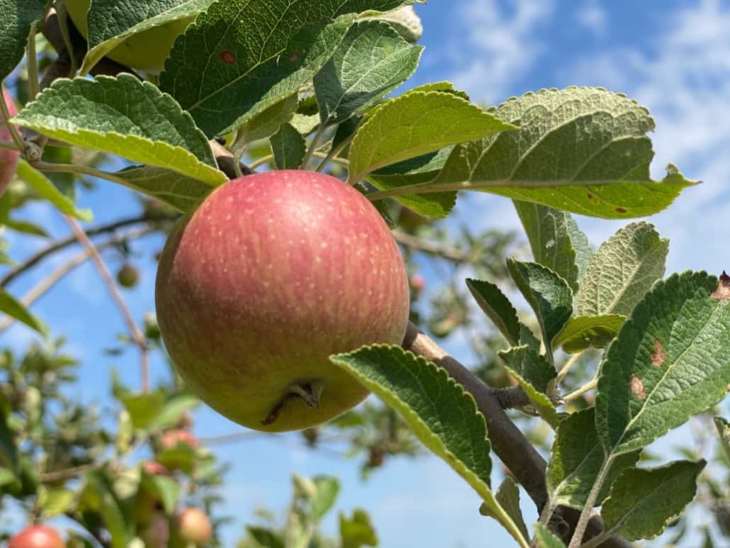 Birnen-Rundwanderweg Lantershofen, Apfel statt Birne