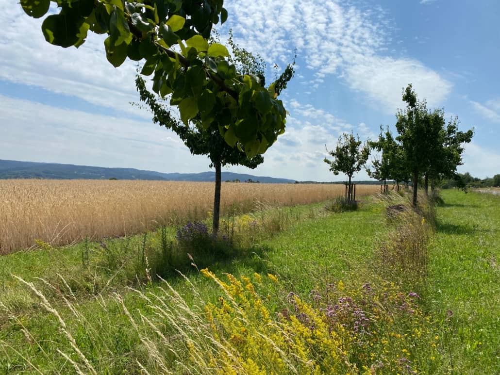 Der Birnen-Wanderweg Lantershofen, Birnenbäume am Feldrand