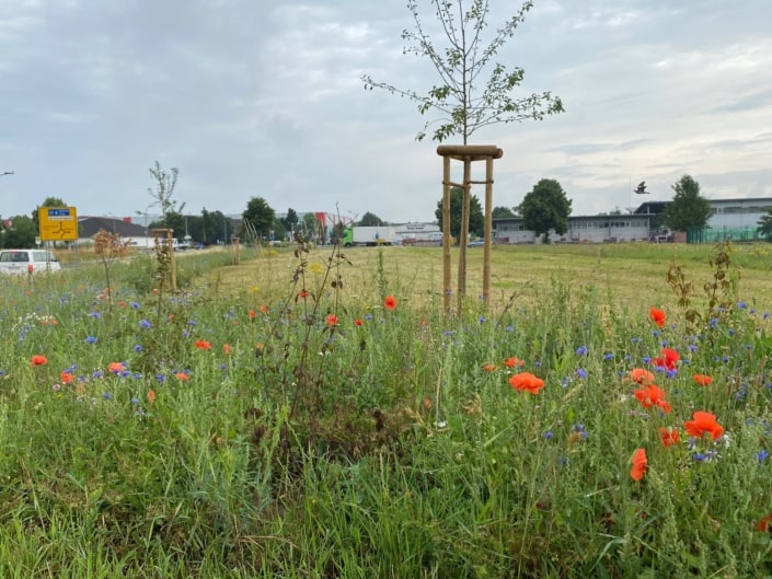 Blühstreifen, Büsche und Bäume pflanzen