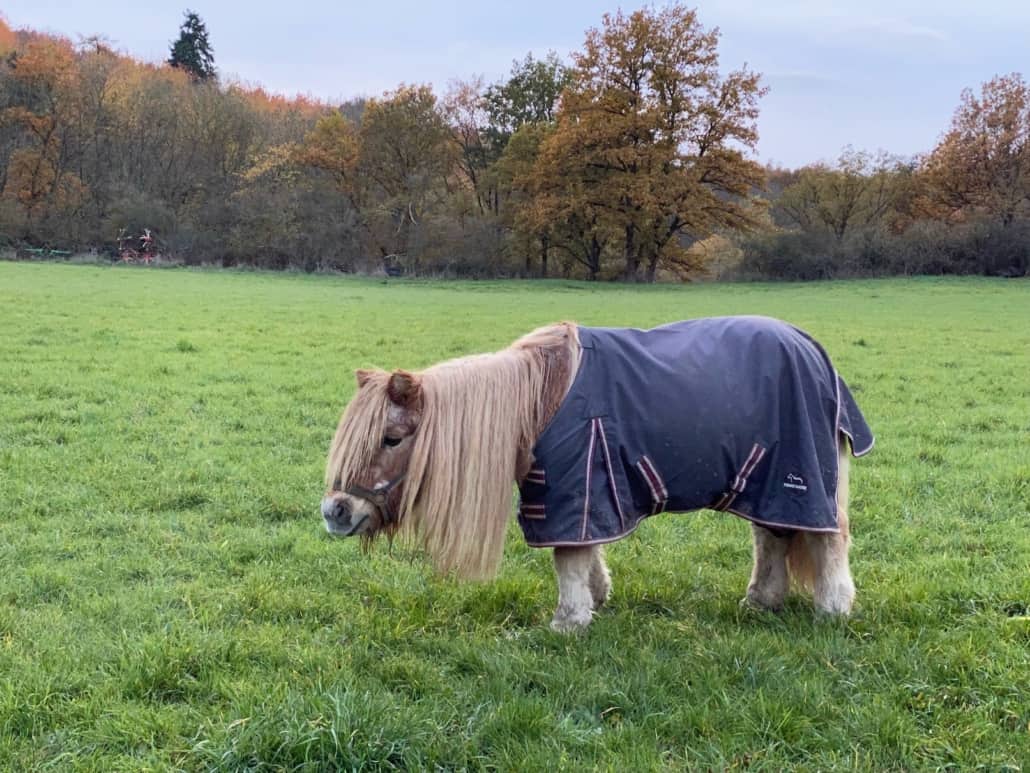 Pony auf der Weide in Trimbs