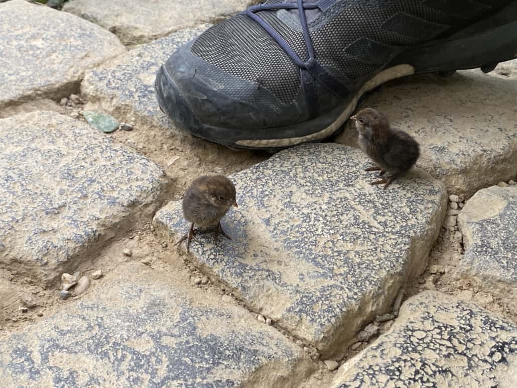 Zwergwachteln im Garten der Schmetterlinge in Bendorf-Sayn