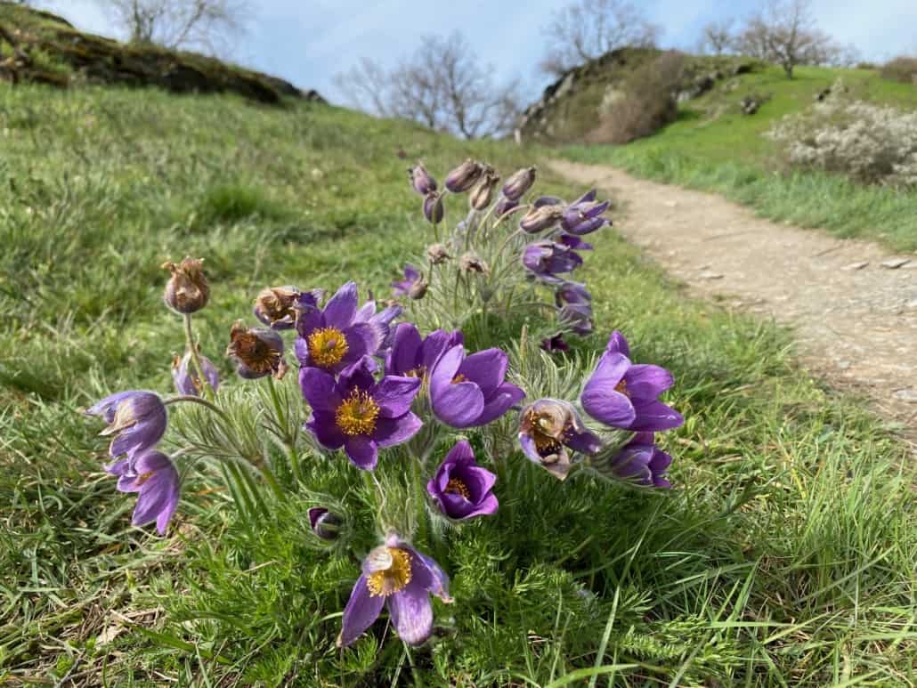 Nette-Schieferpfad, Küchenschellen