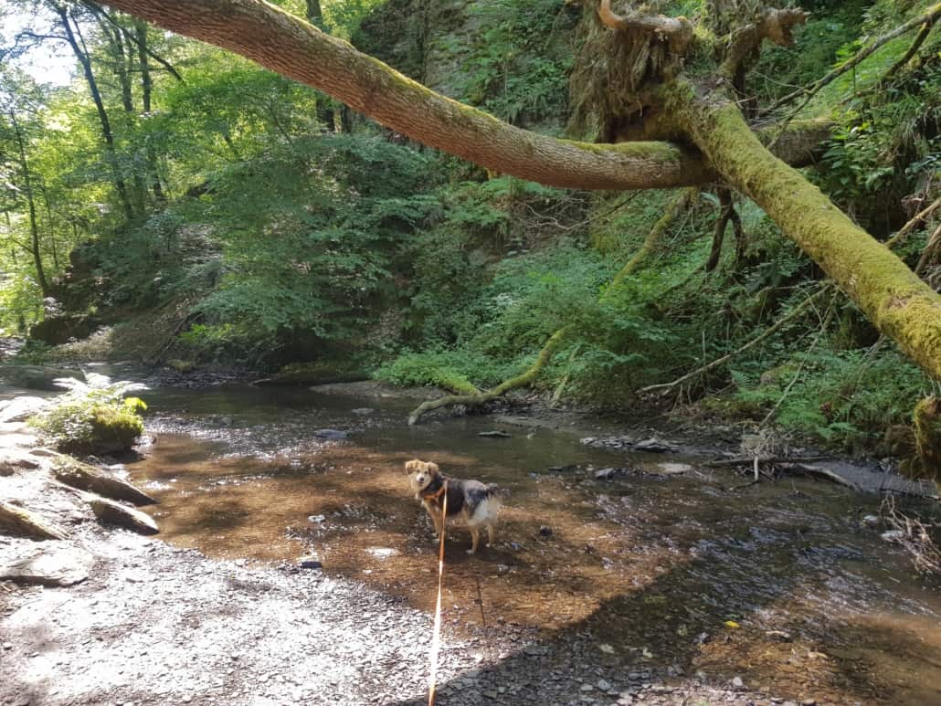 Ehrbachklamm mit Hund