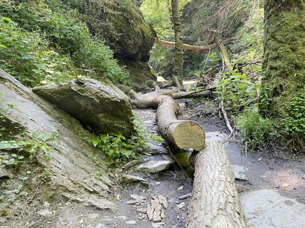 Ehrbachklamm mit Hund