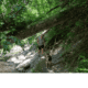 Ehrbachklamm mit Hund