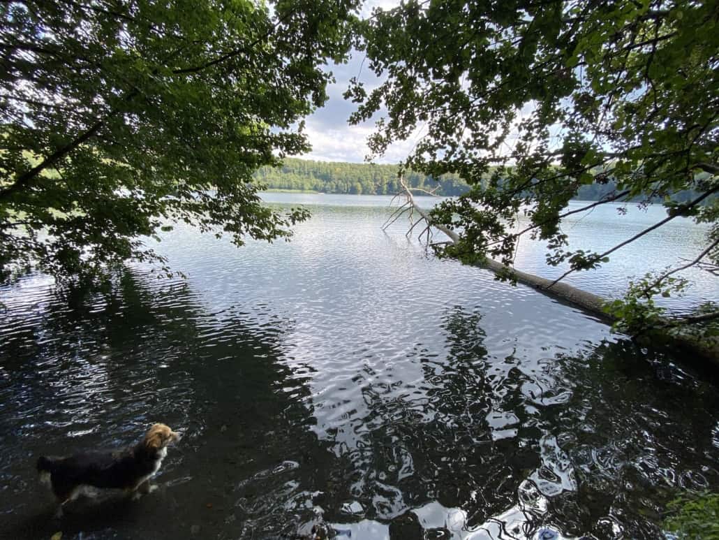 Glasklar - Das Pulvermaar bei Gillenfeld in der Eifel