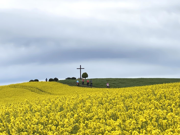 Geführte Radtour Hochkreuz in Kollig Rapsfeld Radwanderung