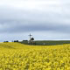 Hochkreuz in Kollig Rapsfeld Radwanderung