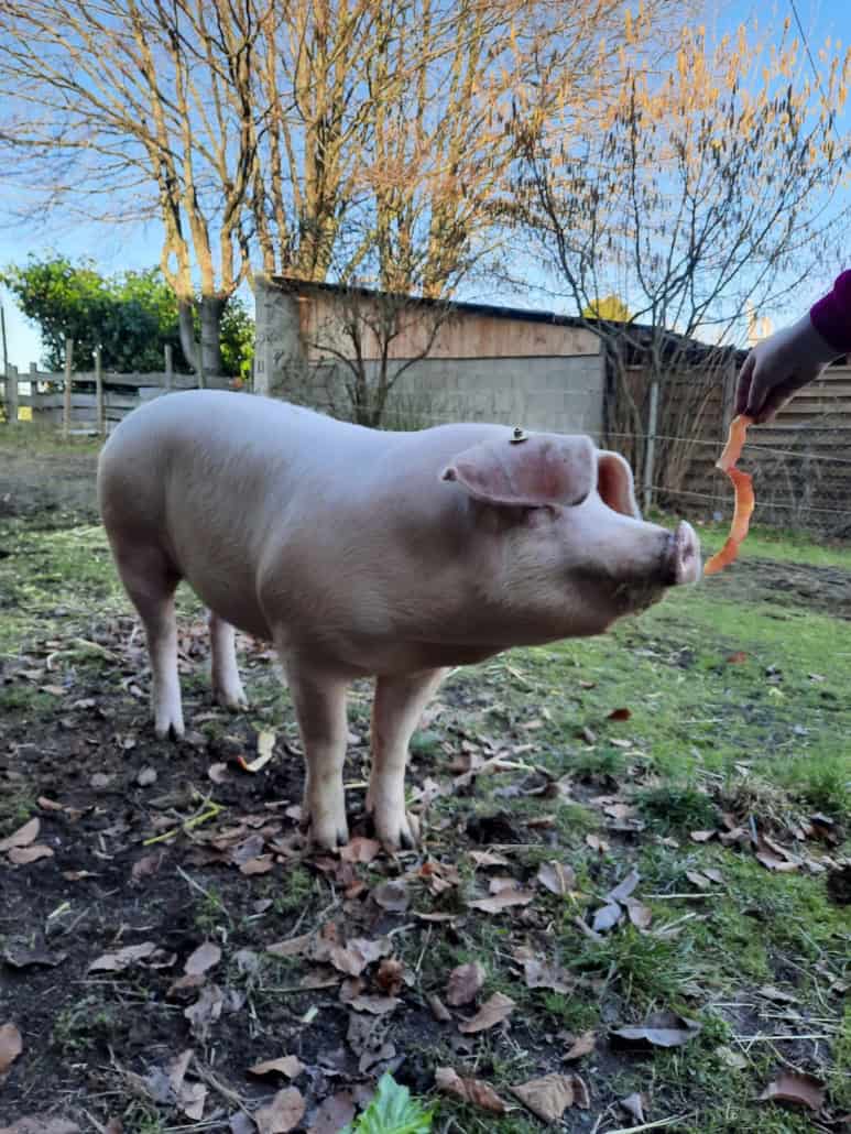 Hof Nepomuk, Schwein