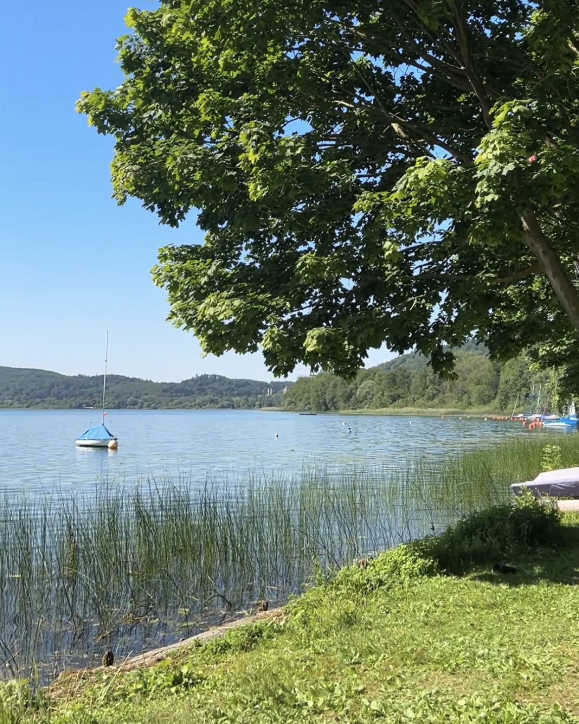 Schwimmen im Laacher See