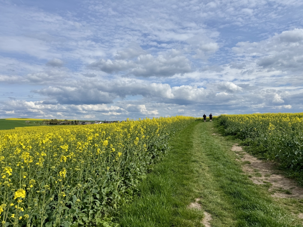 Rapsblüte auf dem Traumpfädchen Paradiesweg